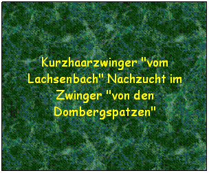 Textfeld: Kurzhaarzwinger "vom Lachsenbach" Nachzucht im Zwinger "von den Dombergspatzen"

